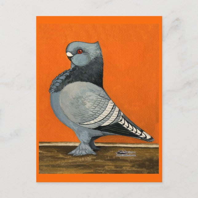 Postal Blue Blondinette Pigeon (Anverso)