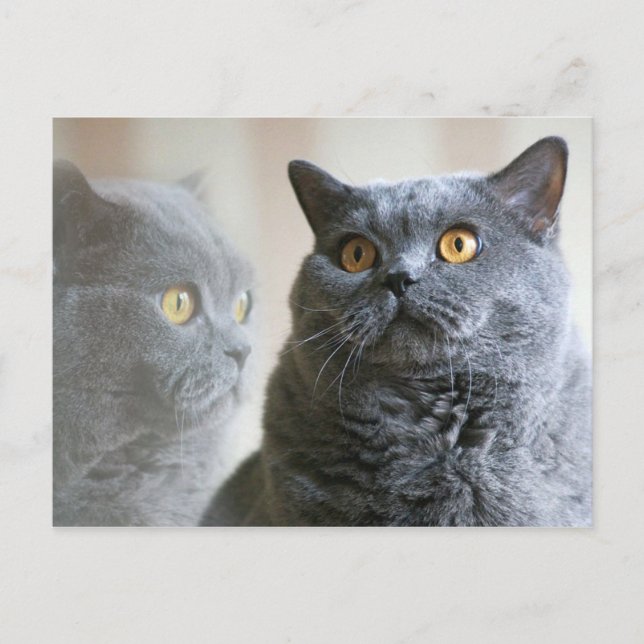 Postal Blue British Shorthair con ojos de oro (Anverso)