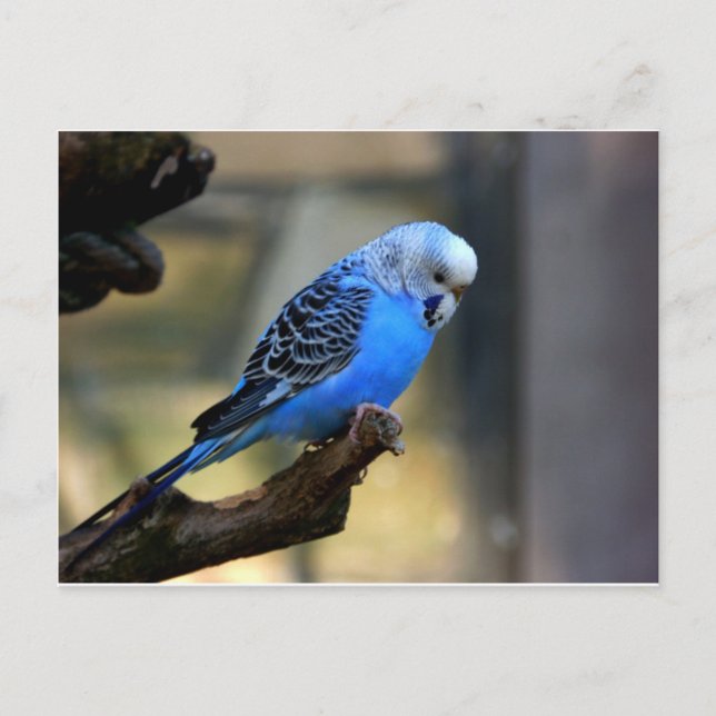 Postal Blue Budgie (Anverso)