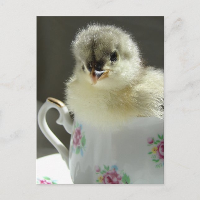 Postal Blue Cochin Chick (Anverso)