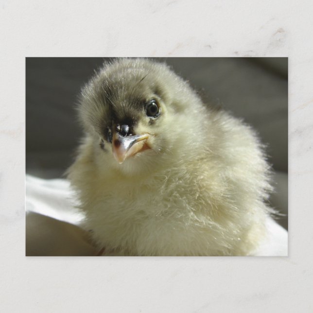 Postal Blue Cochin Chick (Anverso)