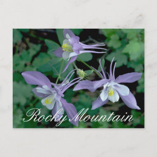 Postal Blue Columbine, Parque Nacional de las Montañas Ro