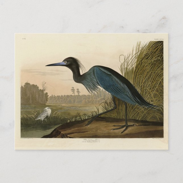 Postal Blue Crane, Heron, de los pájaros de América de Au (Anverso)