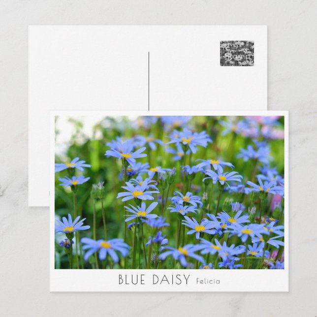 Postal Blue Daisy (Anverso / Reverso)