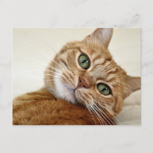 Postal Blue Eyed Kitty (Anverso)