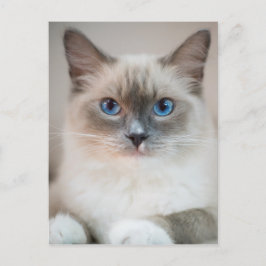 Postal Blue Eyed Ragdoll Cat