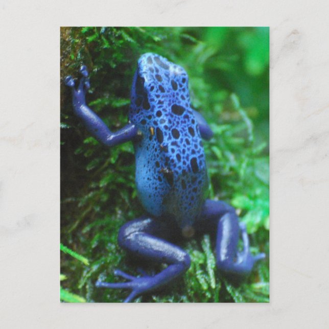 Postal blue-frog-1.jpg (Anverso)