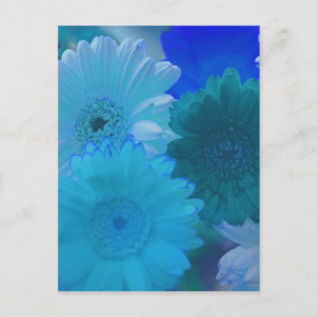 Postal Blue Gerbera Daisy Flower Flower Photo Art Postcar (Anverso)