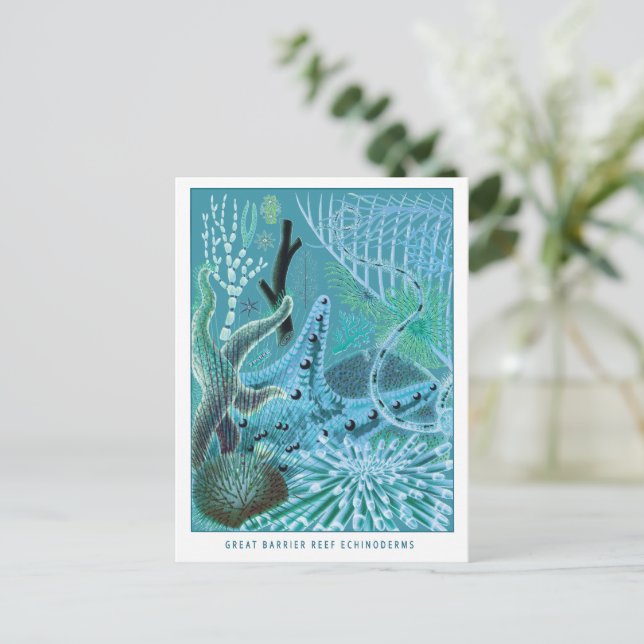 Postal Blue Great Barrier Reef Echinoderms | Vintage (Anverso de pie)