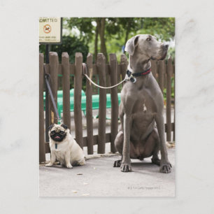 Postal Blue Great Dane y pug dogs con correa