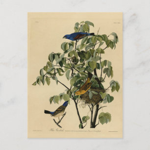 Postal Blue Grosbeak from Audubon's Birds of America