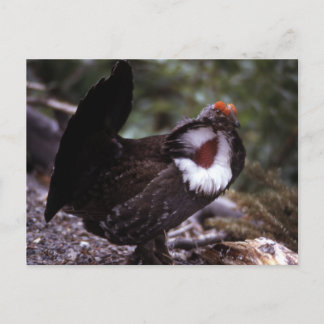 Postal Blue Grouse Wildlife Series # 1 Postcard
