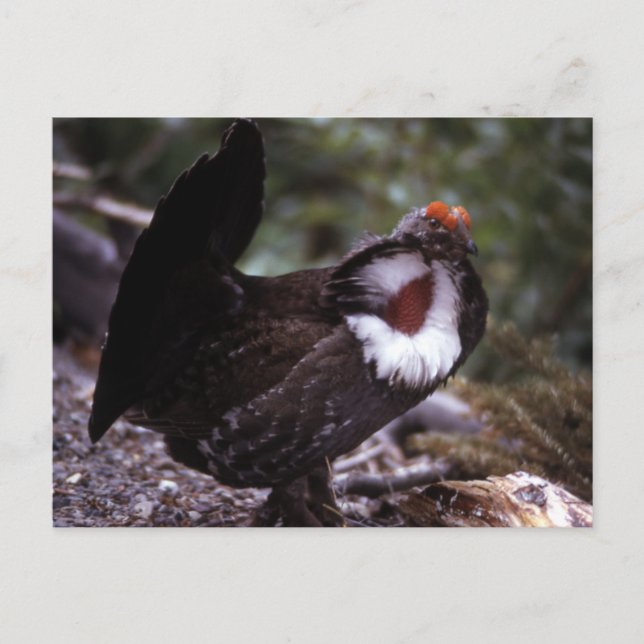 Postal Blue Grouse Wildlife Series # 1 Postcard (Anverso)