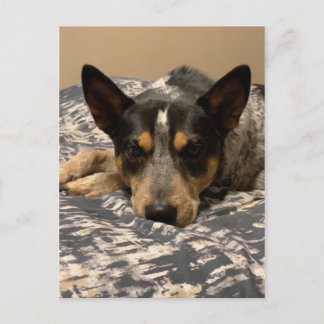 Postal Blue Heeler