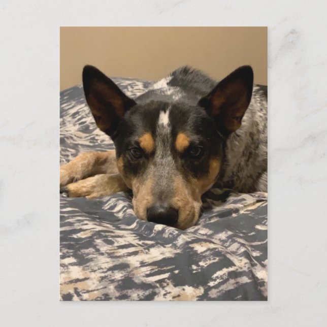 Postal Blue Heeler (Anverso)