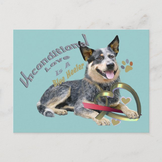 Postal Blue Heeler Amor Incondicional (Anverso)