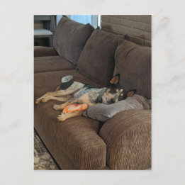 Postal Blue Heeler espera que papá regrese a casa