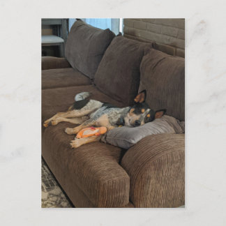 Postal Blue Heeler espera que papá regrese a casa
