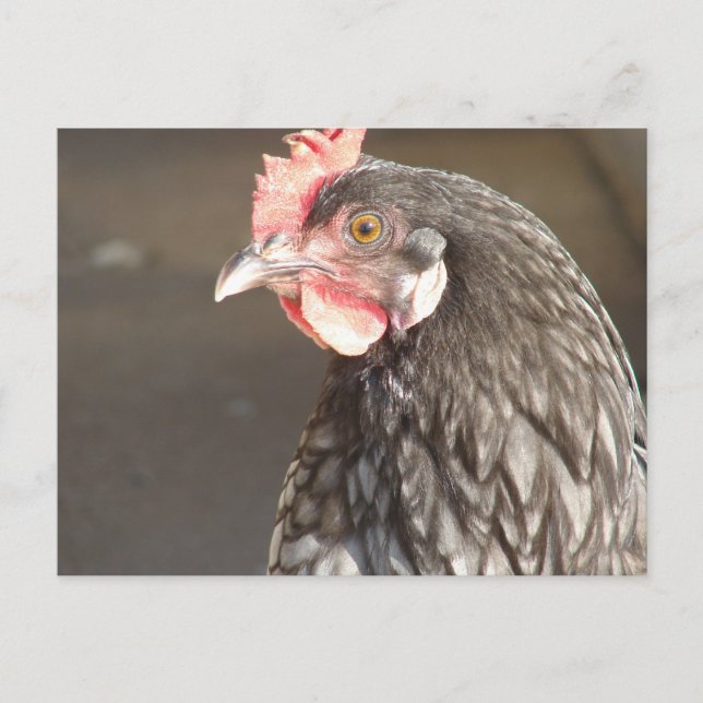 Postal Blue Hen (Anverso)