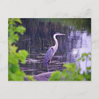 Postal Blue Heron