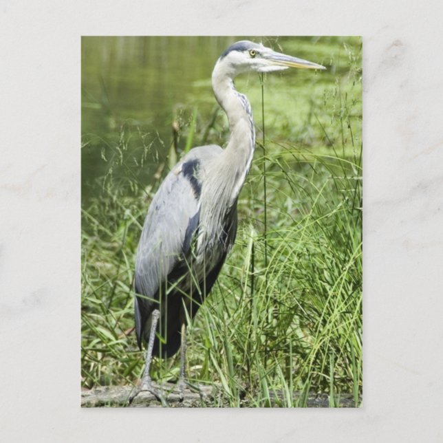 Postal Blue Heron (Anverso)