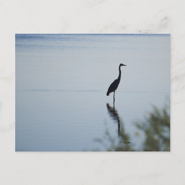 Postal Blue Heron (Anverso)