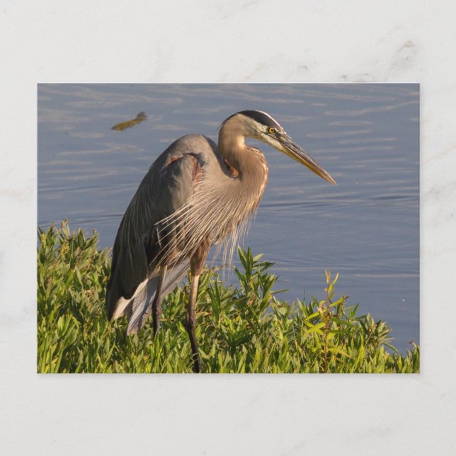 Postal Blue Heron (Anverso)