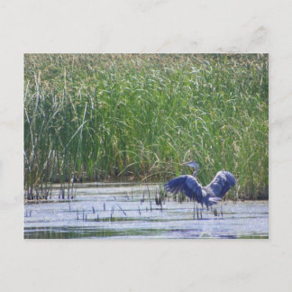 Postal Blue Heron en Stillwater wildlife Refuge Fallon, N