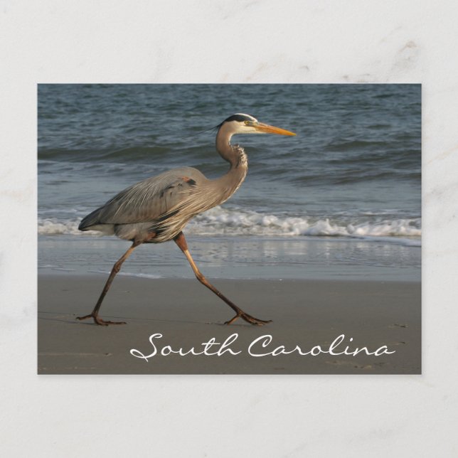 Postal Blue Heron Ocean Beach South Carolina (Anverso)