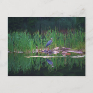 Postal Blue Heron Reflections