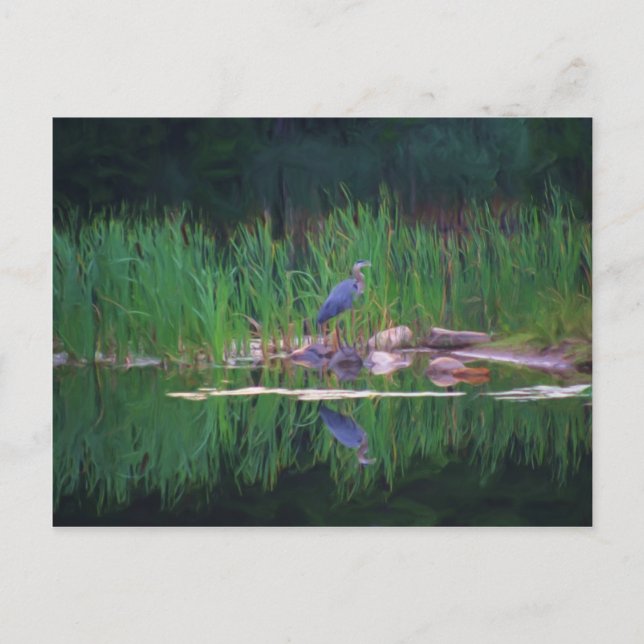 Postal Blue Heron Reflections (Anverso)