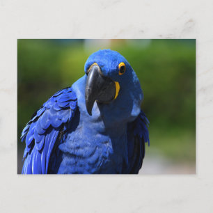 Postal Blue Hyacinth Macaw