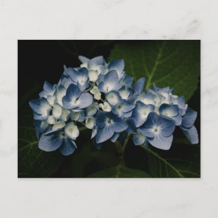 Postal Blue Hydrangea 8514