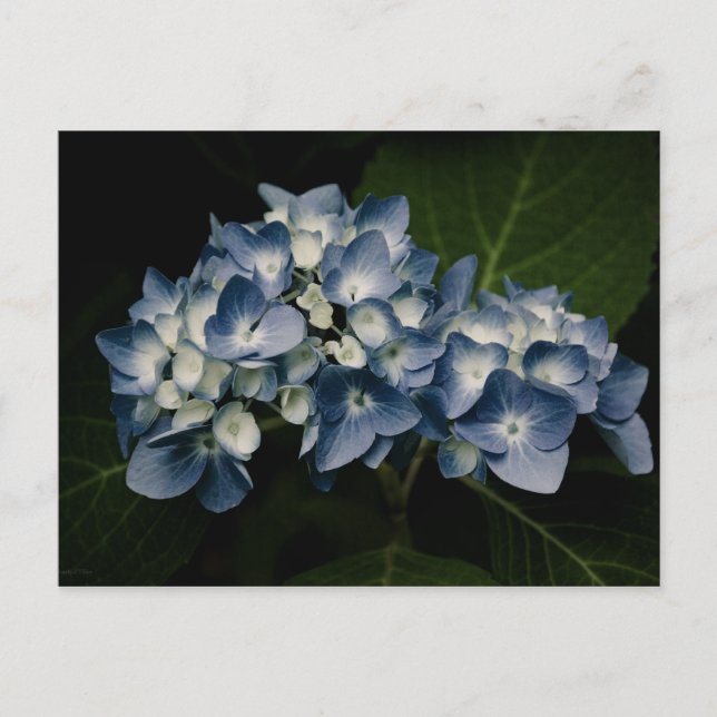 Postal Blue Hydrangea 8514 (Anverso)