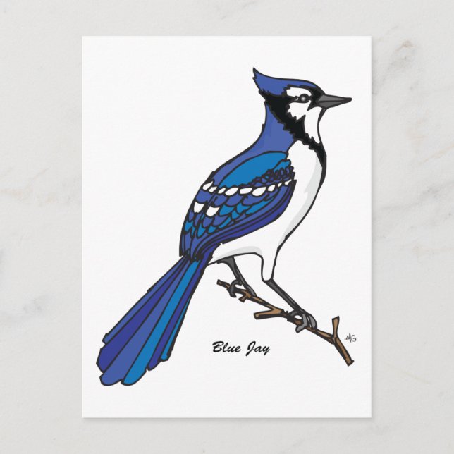 POSTAL BLUE JAY (Anverso)