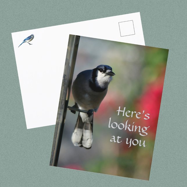 Postal Blue Jay Curious Gaze Photographic (Subido por el creador)