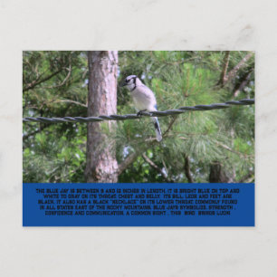 Postal Blue Jay Postcard