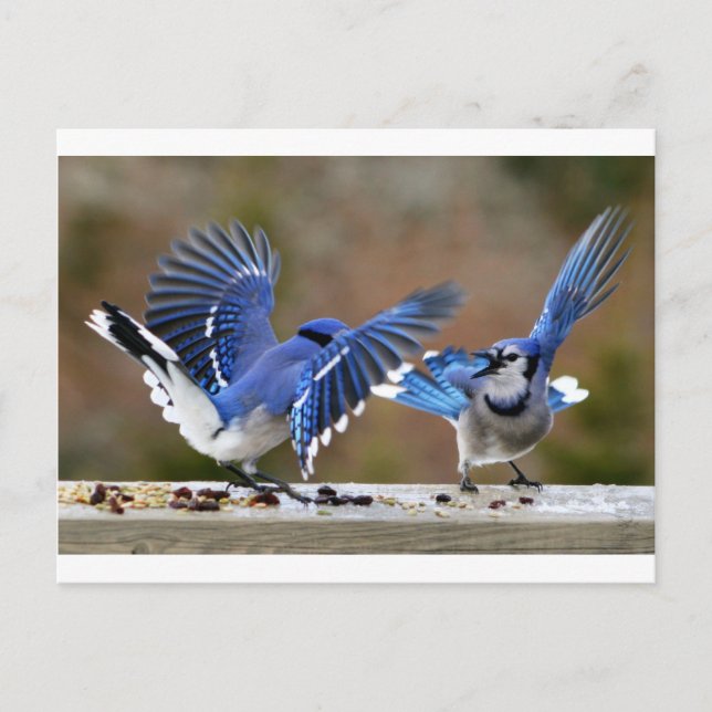 Postal Blue Jays (Anverso)