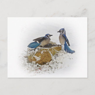 Postal Blue Jays in Winter
