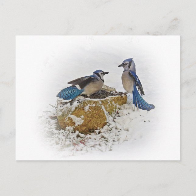 Postal Blue Jays in Winter (Anverso)