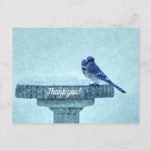 Postal Blue Jays Wineding Feeding Painterly Gracias