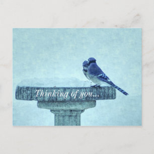 Postal Blue Jays Wineding Feeding Painterly Pensando En T