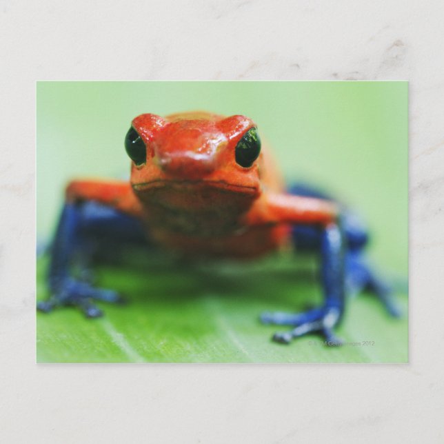 Postal Blue Jean Frog (Anverso)