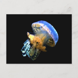 Postal Blue Jellyfish