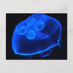 Postal Blue Jellyfish