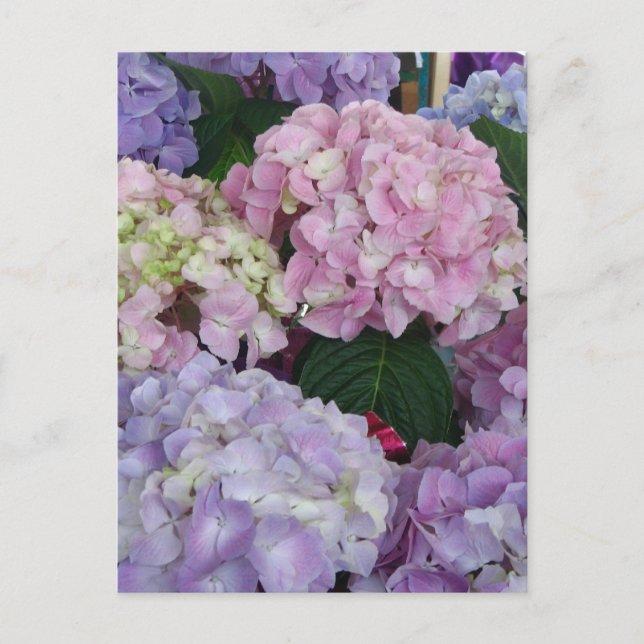 Postal Blue Lavender Hydrangeas (Anverso)