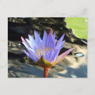 Postal Blue Lotus