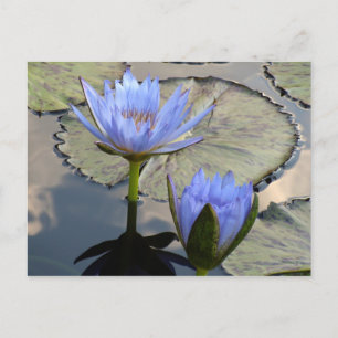 Postal Blue Lotus Duet