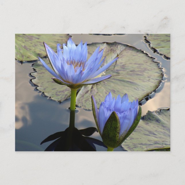 Postal Blue Lotus Duet (Anverso)