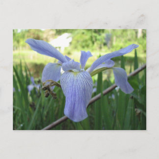 Postal Blue Louisiana Iris